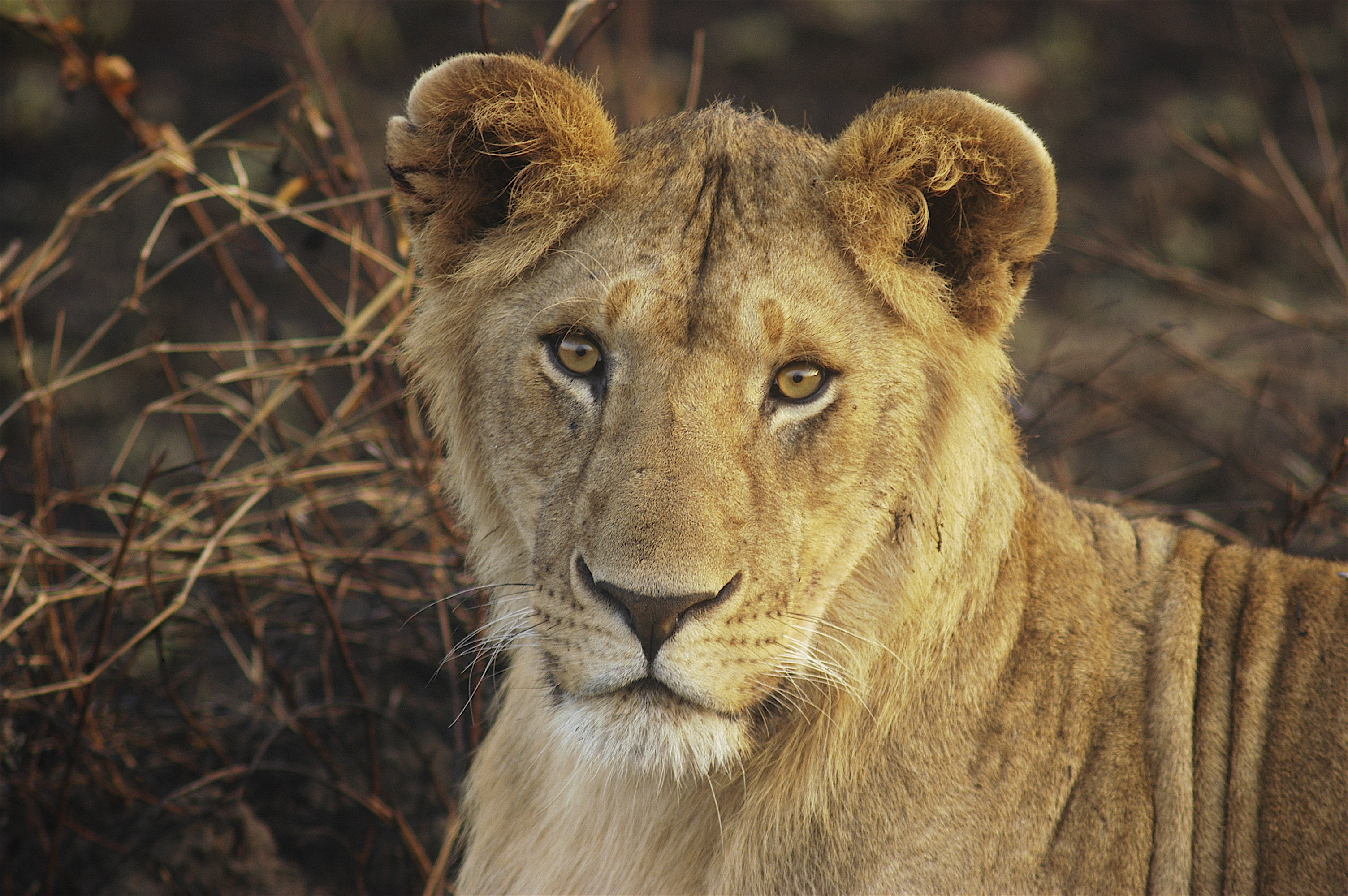 Lion Cub - Mara