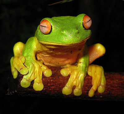 400px-Red-eyed_Tree_Frog_-_Litoria_chloris_edit1