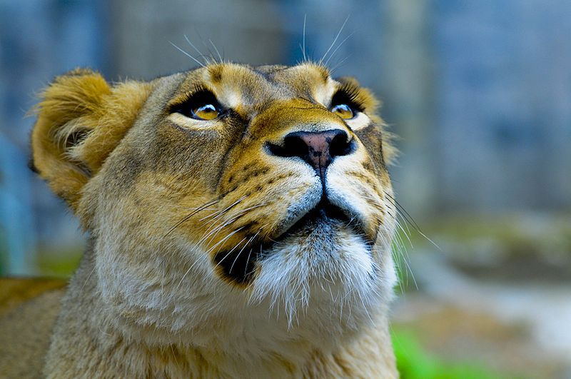 Lioness looking up