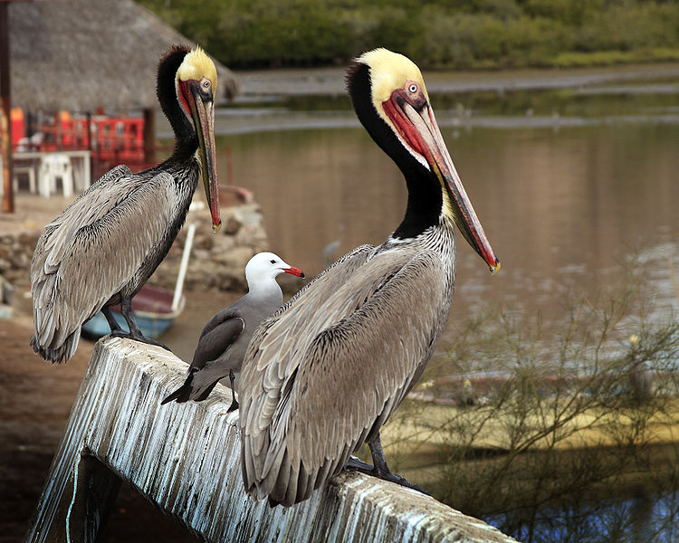 750px-Tres_amigos