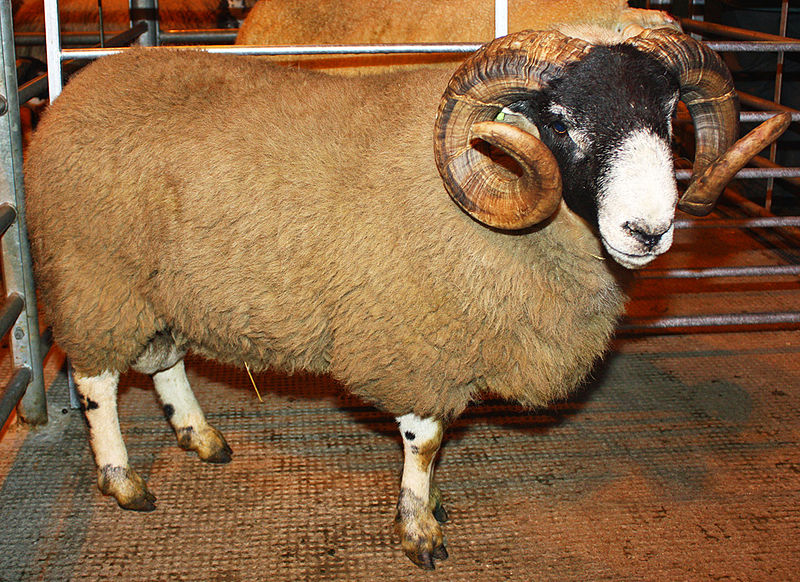 800px-Blackface_ram_in_Stornoway