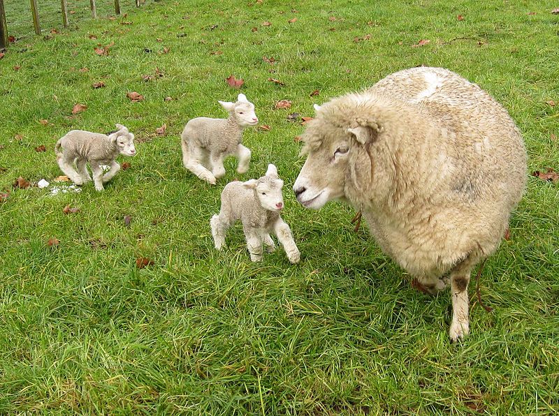 800px-Romney_sheep,_ewe_with_triplet_lambs_in_New_Zealand