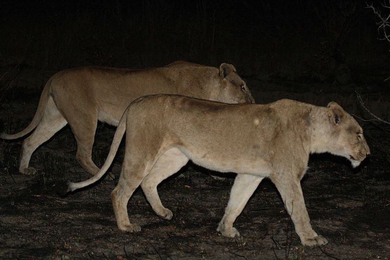 Lions at night