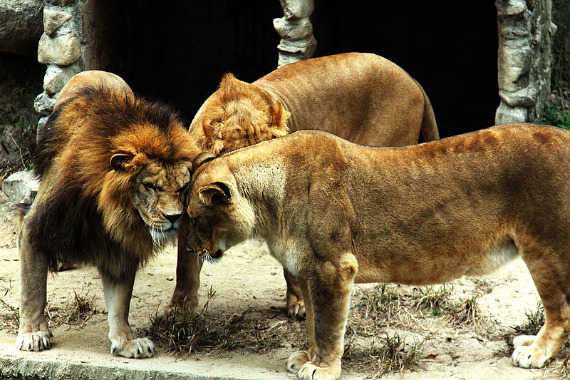 Lions huddle