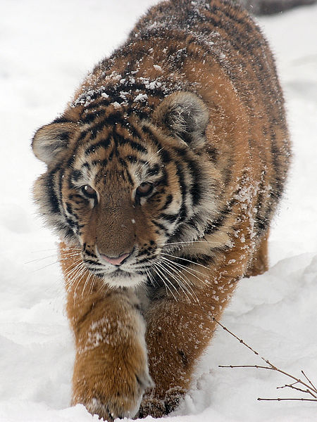 450px-Amur_Tiger_Panthera_tigris_altaica_Cub_Walking_1500px