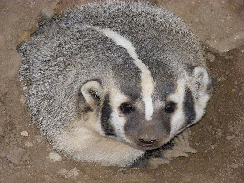 800px-AmericanBadger