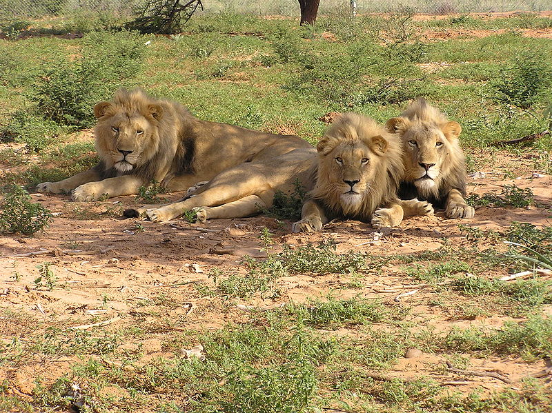 800px-Lions_lying