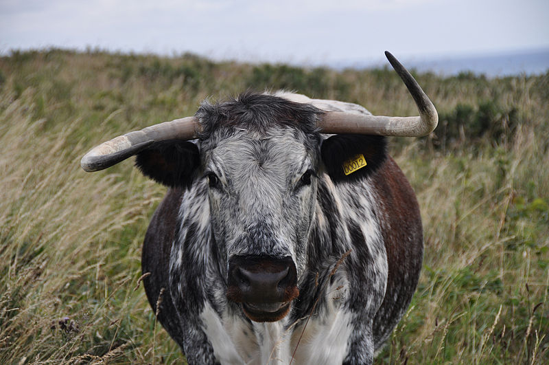 800px-Long_Horn_cattle_at_Beacon_Hill_Easington