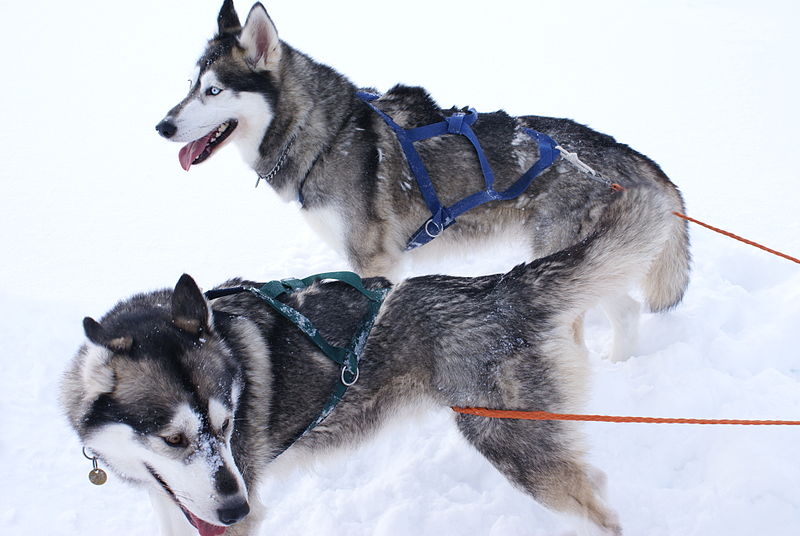 Siberian_Huskies_(431778423)