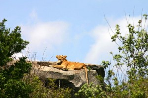 800px-Lioness-in-the-Serengeti