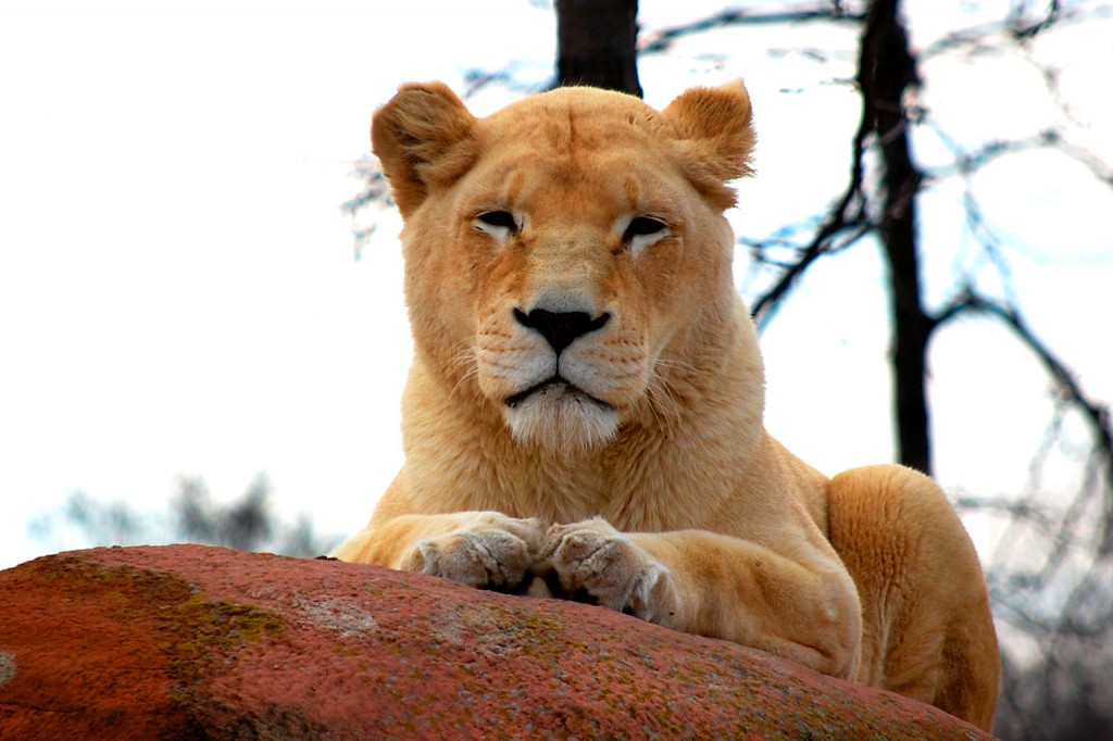 Lion Female Toronto