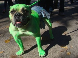 This dog is upset.  But he's green, so . . . . 