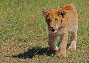 Lion Cub Kenya