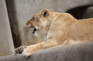 Lions Roar