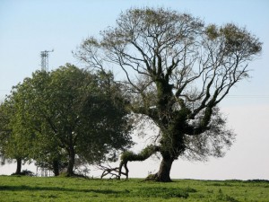 We'd dance with this toe-tapping tree.