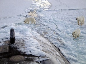 800px-Polar_bears_near_north_pole