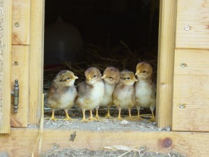 Chicks Küken_vor_dem_ersten_Ausflug