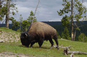 Bull Bison