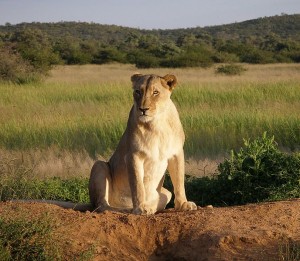 Lioness