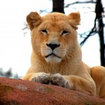 Lion-Female-Toronto-1024x682