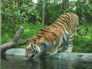 800px-Tigre_zoo_granby_2006-07