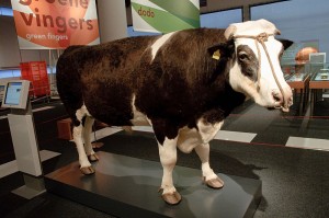 Herman the Bull (not from Tampa or USF)