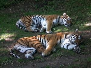 800px-Zoo_Landau_Sibirischer_Tiger