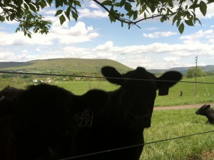 Optimistic cow reporter