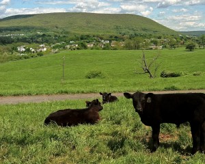 Cows report sky in place above Mt. Nittany. 
