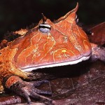 Suriname_Horned_Frog_(Ceratophrys_cornuta)_(7774154124)