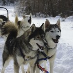 Winterdance_Canada_Dog_Sledding_Huskies_(4834248241)