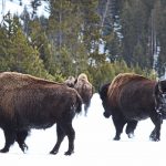 Buffalo_Herd_in_Yellowstone