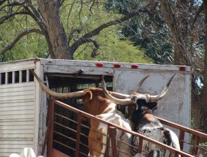 Texas riding steerage? 