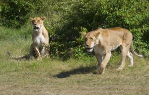 lionesses_masai_mara_kenya