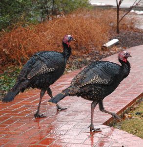 turkeys_on_path