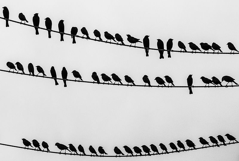 Birds on Wire