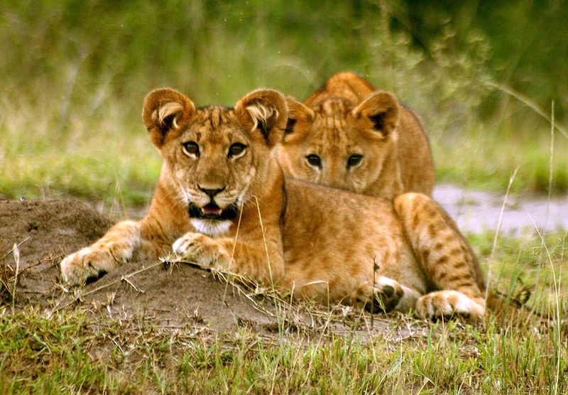 Lion Cubs - Two
