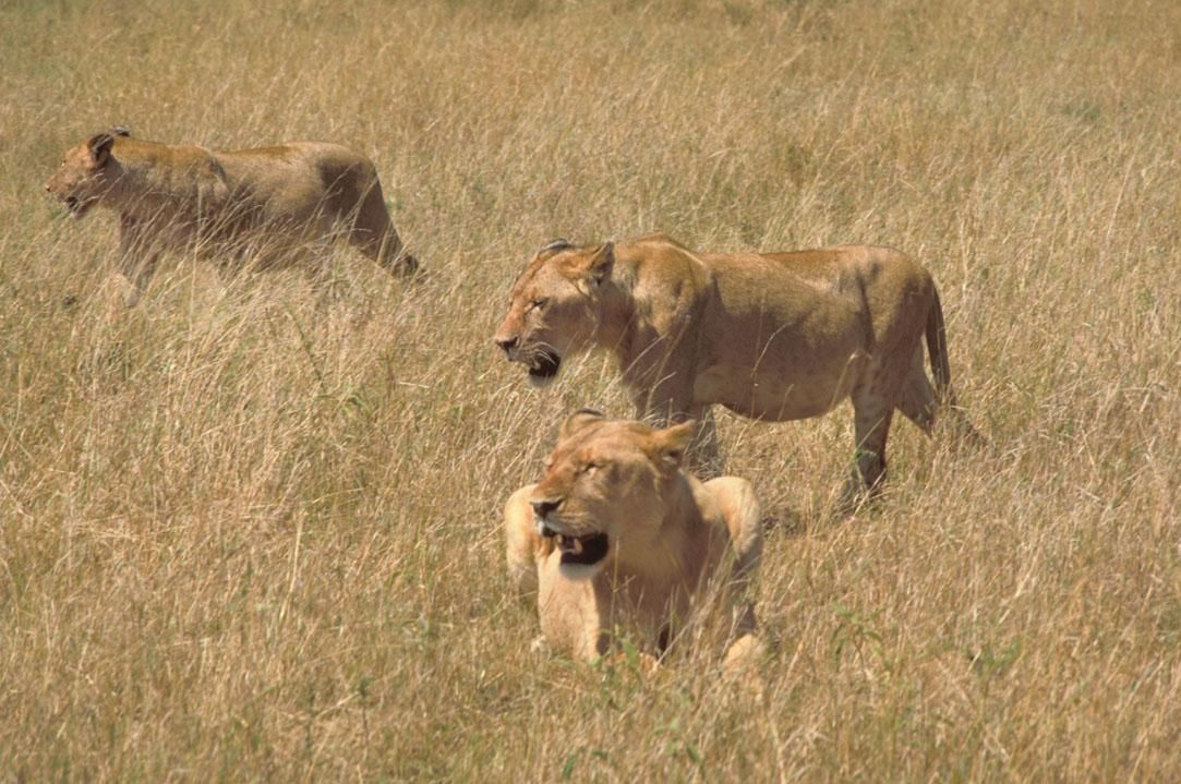 Lions Hunting
