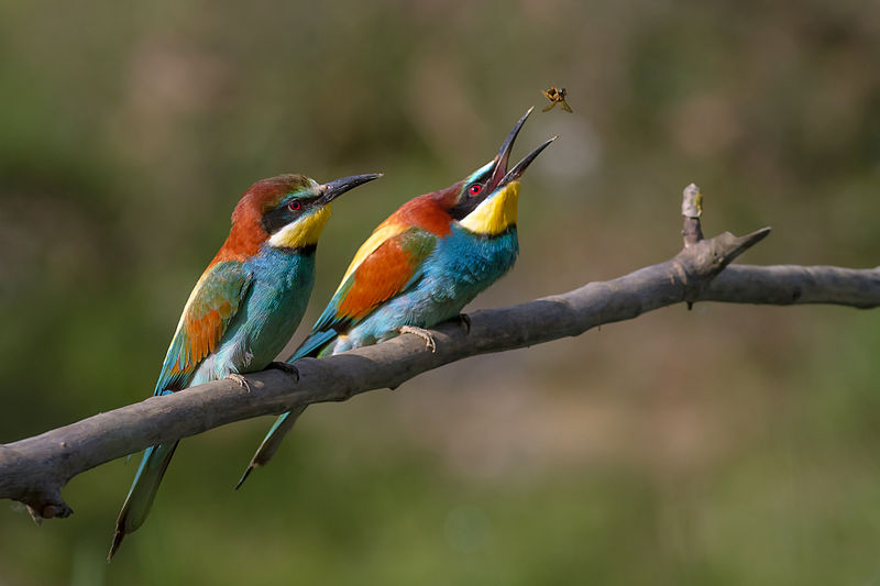 Pair_of_Merops_apiaster_feeding