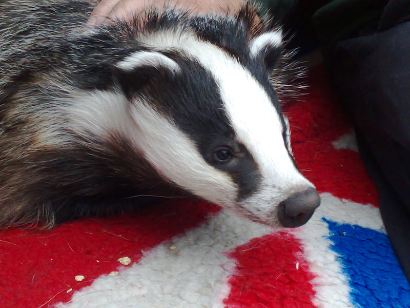 Rescued_badger_jpeg